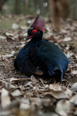 red-crested rollulus rulul, crowned partridge lies in the leaves on the ground. rare birds