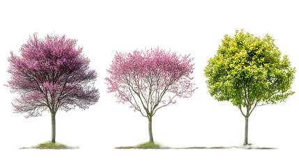 Three trees with pink and green leaves standing in a row with grass at their bases isolated on a white background, PNG.