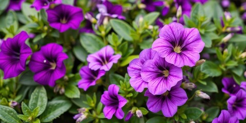 Fototapeta premium Lush purple petunia flowers blooming in a vibrant garden during Spring time, beautiful, seasonal