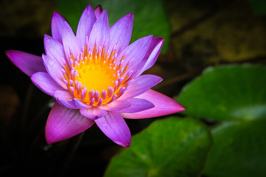 Ninfeia - Nymphaeceae