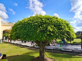 Close-up of banyan tree leaves with the tree trunk visible, against a clear sky and garden backdrop. Natural, serene scene showcasing greenery in a park setting