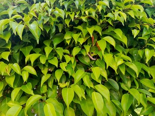 Close-up of vibrant green banyan tree leaves, with detailed textures and natural patterns. Ideal as a nature-inspired background or botanical backdrop.