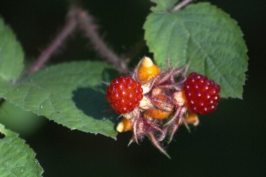 vivid red raspberries with green leaves in soft shaded sunlight