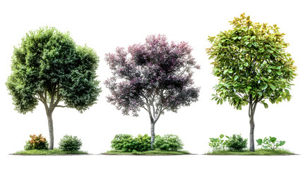 Fototapeta premium Three Trees with Different Foliage, Featuring Lush Green, Purple-Tinted, and Yellow-Green Leaves, Isolated on a Transparent Background PNG.
