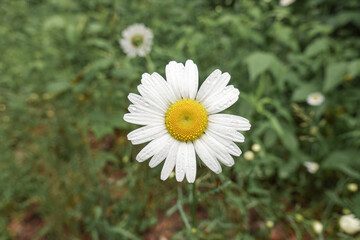 white daisy in garden