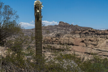 Cardón sobre la ruta nacional 43 en Catamarca Argentina.