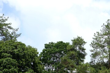 beauty sky and trees background