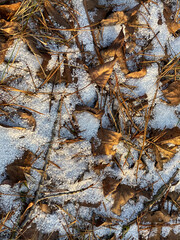 Fallen autumn leaves covered with a light snow dusting
