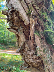 Baumstamm mit aufgesprungener Rinde und mit Moos bewachsen
