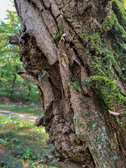Baumstamm mit aufgesprungener Rinde und mit Moos bewachsen