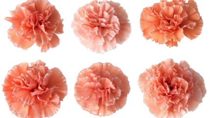 Six Lovely Carnation Heads on White Background Generative AI