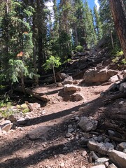 trail in the forest