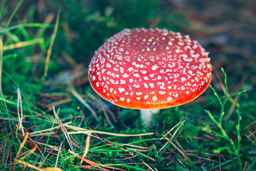 Mature Amanita Muscaria, Known as the Fly Agaric or Fly Amanita: Healing and Medicinal Mushroom with Red Cap Growing in Forest. Can Be Used for Micro Dosing, Spiritual Practices and Shaman Rituals