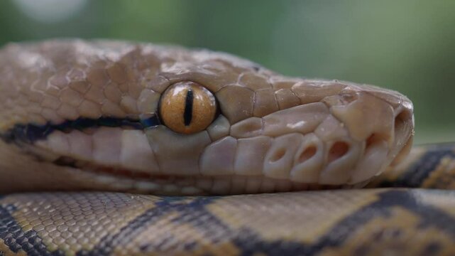 Pythons are reptiles that live in natural habitats.
