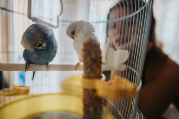 Intimate scene showing two budgies perched in a cage, while a curious person watches from outside. The image captures a moment of connection and interest in pet birds.