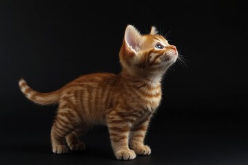 Obraz premium the beside view baby Manx cat standing, left side view, low angle, white copy space on right, Isolated on black Background