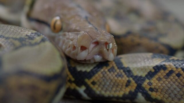 Pythons are reptiles that live in natural habitats.