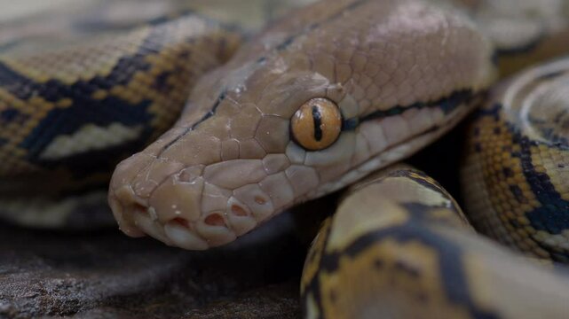 Pythons are reptiles that live in natural habitats.