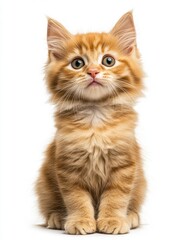 Obraz premium Mystic portrait of baby Ragdoll cat, copy space on right side, Headshot, Close-up View, isolated on white background