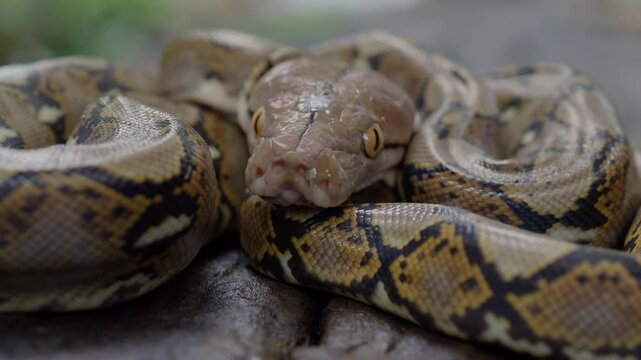 Pythons are reptiles that live in natural habitats.