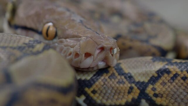 Pythons are reptiles that live in natural habitats.