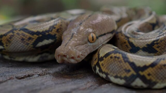 Pythons are reptiles that live in natural habitats.