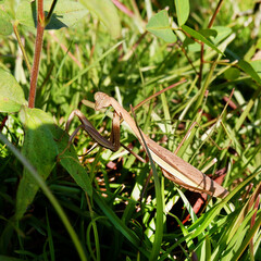 Japanese Giant Mantis