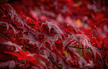 Beautiful red maple leaves in sunlight