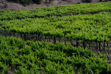 plantas de uva, en bodega