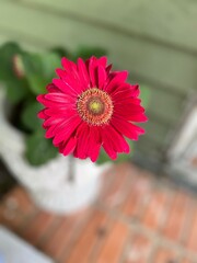 Barberton Daisy