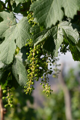 brotes de uvas, en viñedo