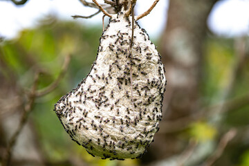Wasp nest on tree branch in Brazilian rainforest