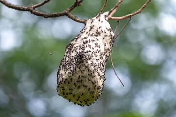 Fototapeta premium Wasp nest on tree branch in Brazilian rainforest