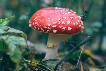 Mature Amanita Muscaria, Known as the Fly Agaric or Fly Amanita: Healing and Medicinal Mushroom...