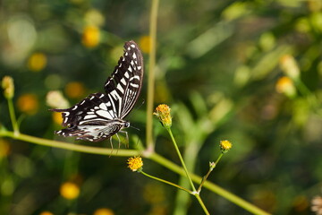アゲハチョウの着陸直前