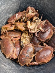 crab