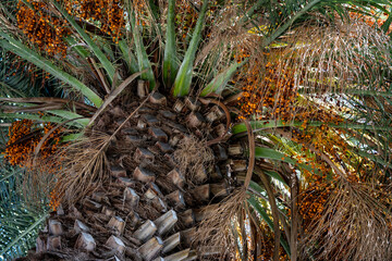 Palm Tree with various colour leaves