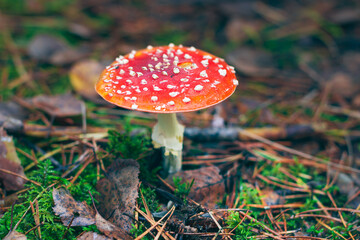 Amanita Muscaria, Known as the Fly Agaric or Fly Amanita: Healing and Medicinal Mushroom with Red Cap Growing in Forest. Can Be Used for Micro Dosing, Spiritual Practices and Shaman Rituals