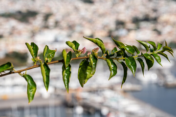 bougainvillea plant madeira Portugal