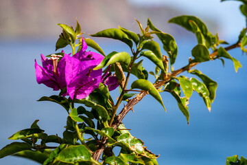 bougainvillea plant madeira Portugal