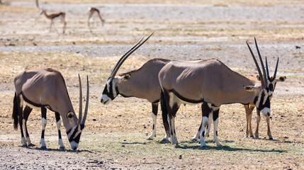 A few stripped gemsboks walking and feeding together in arid land near the forest