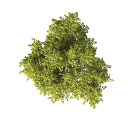 Tree isolated on transparent background. tree PNG. big old single tree with green leaves stands alone on transparent background. Top view of cutout tree PNG. used for design and advertising.