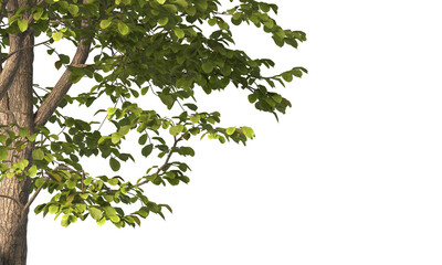 tree branch PNG. green tree branch on transparent background. green leaf tree branch isolated on transparent background. PNG Corner tree on transparent background. PNG Green leaves for corner.