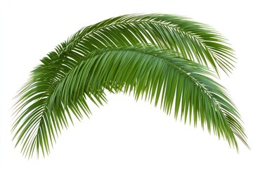 Naklejka premium Two Lush Green Palm Fronds Isolated on a White Background