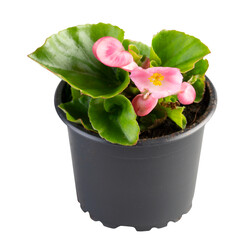 Pink flowering begonia in a pot cut out isolated transparent background
