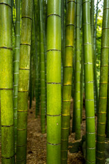 Fototapeta premium Bamboo Forest in Hokokuji Temple in Kamakura, Tokyo