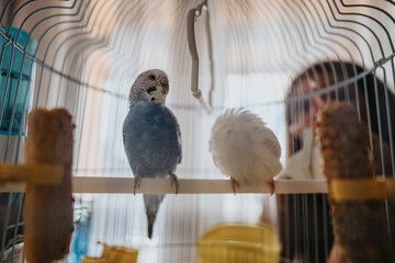 A close-up view of two budgies sitting in a birdcage. The foreground shows a blue and a white budgie, with a soft focus background creating a serene atmosphere.