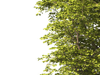 tree branch PNG. green tree branch on transparent background. green leaf tree branch isolated on transparent background. PNG Corner tree on transparent background. PNG Green leaves for corner.