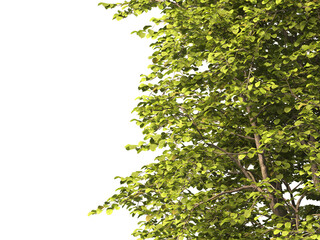 tree branch PNG. green tree branch on transparent background. green leaf tree branch isolated on transparent background. PNG Corner tree on transparent background. PNG Green leaves for corner.