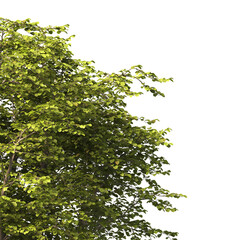 tree branch PNG. green tree branch on transparent background. green leaf tree branch isolated on transparent background. PNG Corner tree on transparent background. PNG Green leaves for corner.